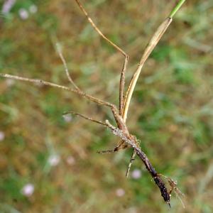  - Festuca rubra subsp. litoralis (G.Mey.) Auquier [1968]
