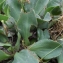  Liliane Roubaudi - Limonium auriculiursifolium (Pourr.) Druce [1928]