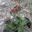  Liliane Roubaudi - Limonium auriculiursifolium (Pourr.) Druce [1928]