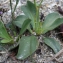  Liliane Roubaudi - Limonium auriculiursifolium (Pourr.) Druce [1928]