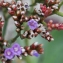  Liliane Roubaudi - Limonium auriculiursifolium (Pourr.) Druce [1928]