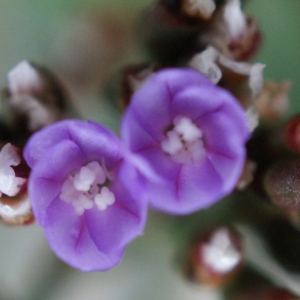 Photographie n°790559 du taxon Limonium auriculiursifolium (Pourr.) Druce [1928]