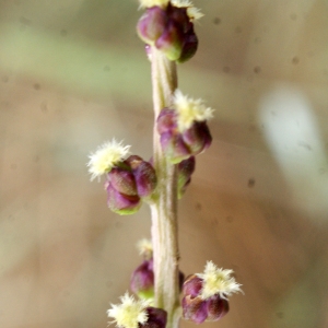 Photographie n°790577 du taxon Triglochin maritima L. [1753]