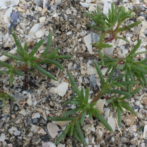 Photographie n°790651 du taxon Salsola kali L. [1753]