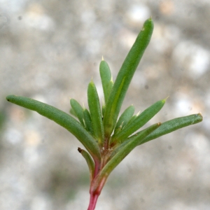 Photographie n°790652 du taxon Salsola kali L. [1753]