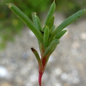 Photographie n°790653 du taxon Salsola kali L. [1753]