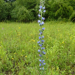 Photographie n°790697 du taxon Echium vulgare L. [1753]