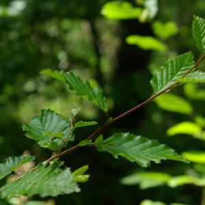 Photographie n°790717 du taxon Carpinus betulus L.