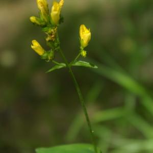 Photographie n°790723 du taxon Hypericum montanum L. [1755]