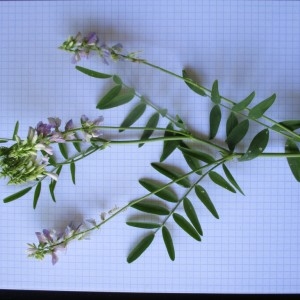 Photographie n°791020 du taxon Galega officinalis L.