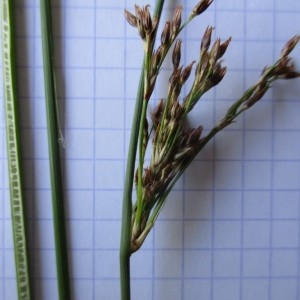 Photographie n°791033 du taxon Juncus inflexus L.