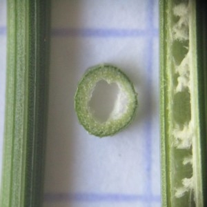 Photographie n°791034 du taxon Juncus inflexus L.