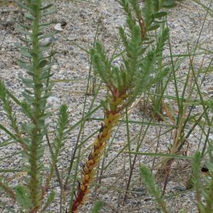 Photographie n°791043 du taxon Euphorbia paralias L. [1753]