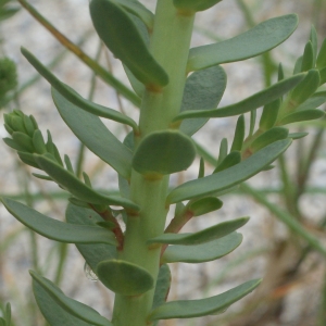 Photographie n°791048 du taxon Euphorbia paralias L. [1753]