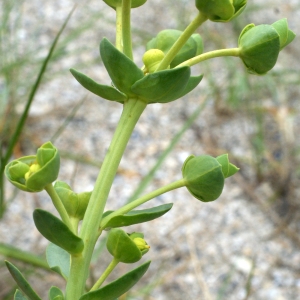 Photographie n°791049 du taxon Euphorbia paralias L. [1753]