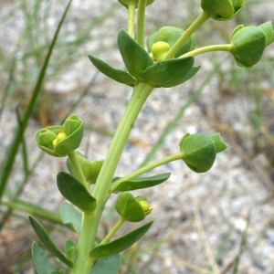 Photographie n°791050 du taxon Euphorbia paralias L. [1753]