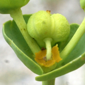 Photographie n°791054 du taxon Euphorbia paralias L. [1753]