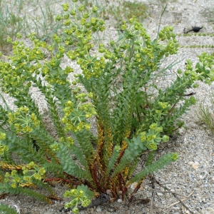 Photographie n°791055 du taxon Euphorbia paralias L. [1753]