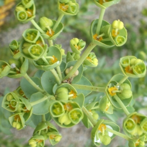 Photographie n°791056 du taxon Euphorbia paralias L. [1753]