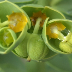 Photographie n°791057 du taxon Euphorbia paralias L. [1753]