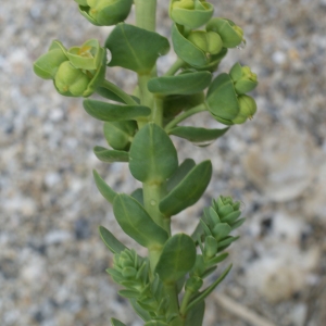 Photographie n°791058 du taxon Euphorbia paralias L. [1753]