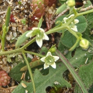 Photographie n°791082 du taxon Thesium humifusum DC. [1815]