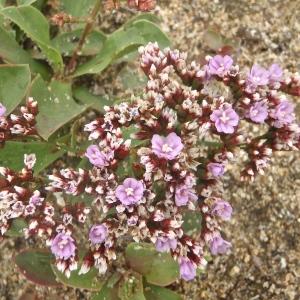 Photographie n°791096 du taxon Limonium auriculiursifolium (Pourr.) Druce [1928]