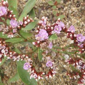 Photographie n°791097 du taxon Limonium auriculiursifolium (Pourr.) Druce [1928]