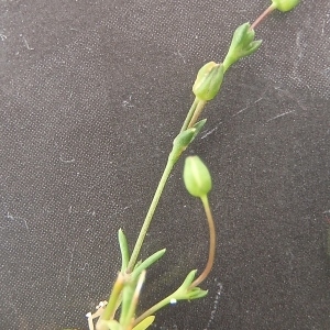 Photographie n°791141 du taxon Arenaria serpyllifolia L. [1753]