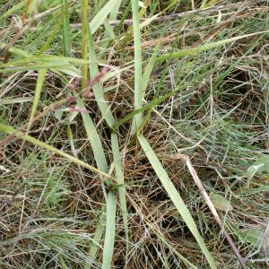 Photographie n°791190 du taxon Spartina x townsendii H.Groves & J.Groves [1881]