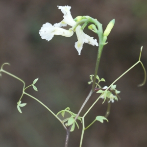 Photographie n°791400 du taxon Ceratocapnos claviculata (L.) Lidén [1984]