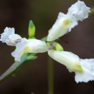 Photographie n°791403 du taxon Ceratocapnos claviculata (L.) Lidén [1984]