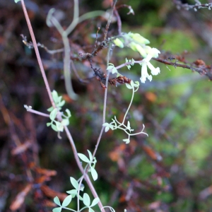 Photographie n°791407 du taxon Ceratocapnos claviculata (L.) Lidén [1984]