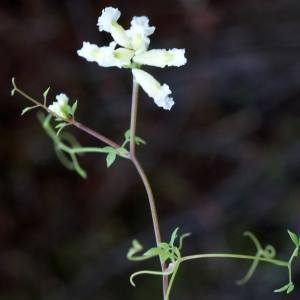 Photographie n°791411 du taxon Ceratocapnos claviculata (L.) Lidén [1984]