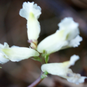 Photographie n°791418 du taxon Ceratocapnos claviculata (L.) Lidén [1984]