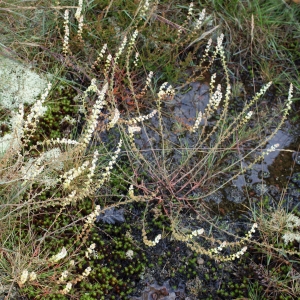 Photographie n°791443 du taxon Sesamoides purpurascens (L.) G.López [1986]