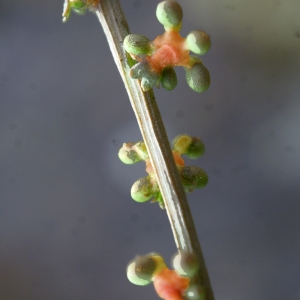 Photographie n°791445 du taxon Sesamoides purpurascens (L.) G.López [1986]