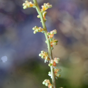 Photographie n°791447 du taxon Sesamoides purpurascens (L.) G.López [1986]