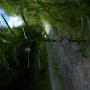 Photographie n°791479 du taxon Lythrum hyssopifolia L. [1753]