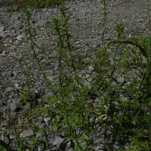 Photographie n°791481 du taxon Lythrum hyssopifolia L. [1753]