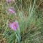  Liliane Roubaudi - Gladiolus gallaecicus Pau ex J.M.Tison & Ch.Girod [2014]