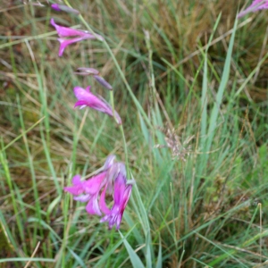 Photographie n°791651 du taxon Gladiolus gallaecicus Pau ex J.M.Tison & Ch.Girod