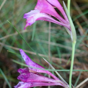 Photographie n°791652 du taxon Gladiolus gallaecicus Pau ex J.M.Tison & Ch.Girod