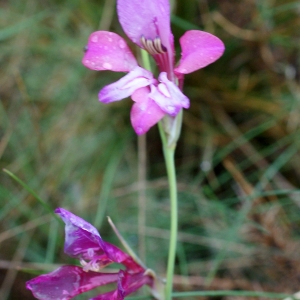 Photographie n°791653 du taxon Gladiolus gallaecicus Pau ex J.M.Tison & Ch.Girod