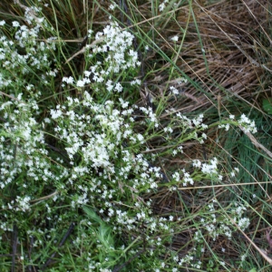 Photographie n°791724 du taxon Galium saxatile L. [1753]