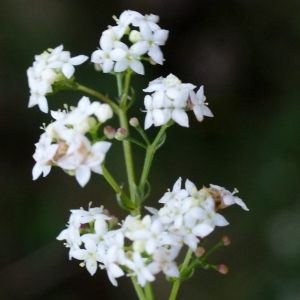 Photographie n°791728 du taxon Galium saxatile L. [1753]