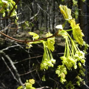 Photographie n°791818 du taxon Acer opalus Mill. [1768]