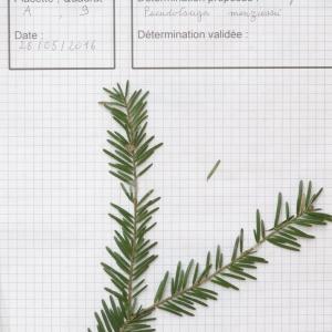  - Abies Mill. [1754]