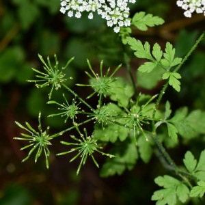 Photographie n°791923 du taxon Chaerophyllum temulum L. [1753]