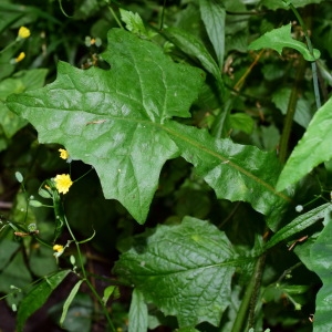 Photographie n°791925 du taxon Lactuca muralis (L.) Gaertn. [1791]